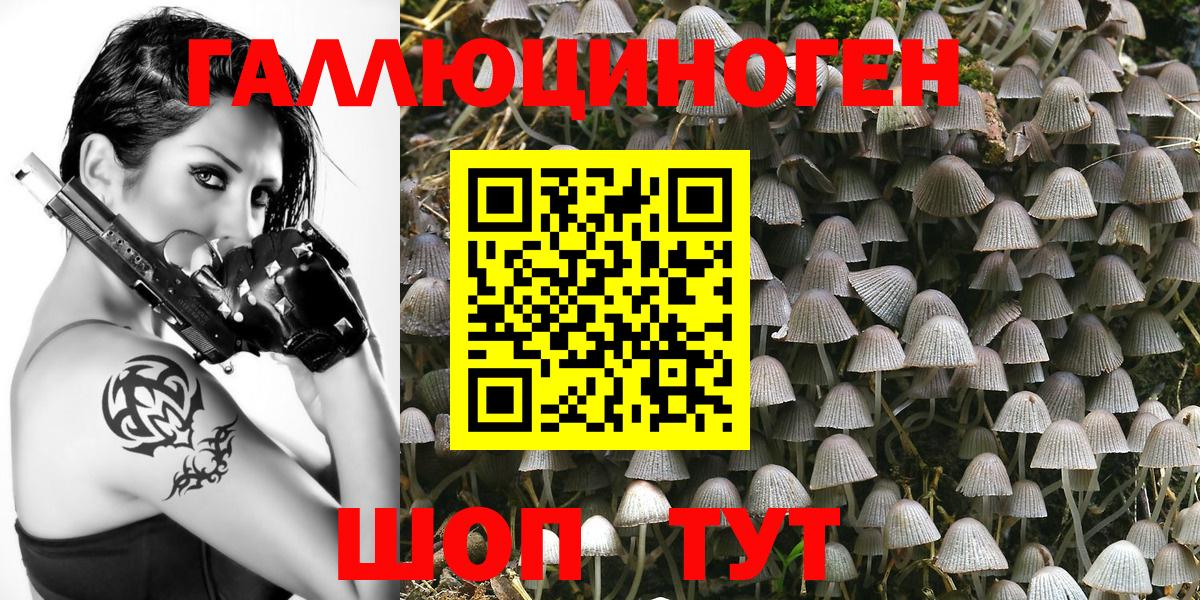 Псилоцибиновые грибы Psilocybe  Вход с VPN  Красноярск  Псилоцибиновые грибы Psilocybe 